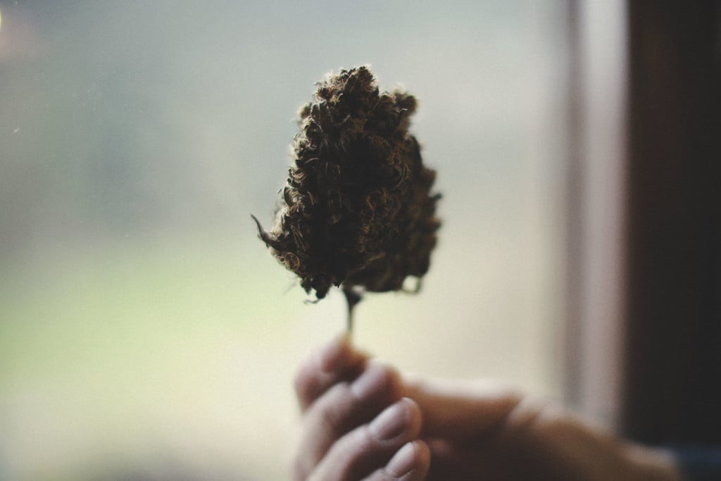 Wie man qualitativ gute von schlechten Marihuanablüten unterscheidet