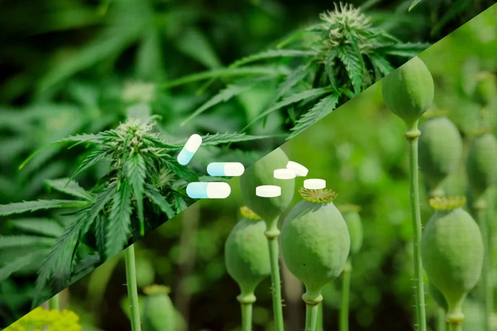 Opioide & Schmerzlinderung: Könnte Cannabis eine Alternative sein?