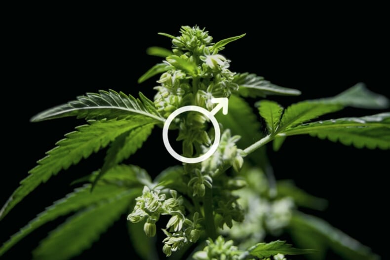 Die besten Möglichkeiten, um männliche Cannabispflanzen zu nutzen