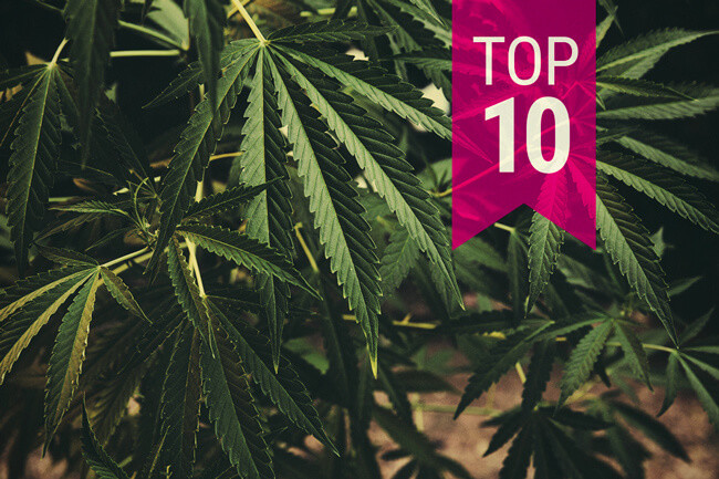 Die Top 10 der klassischen Cannabissorten, die Du unbedingt versuchen solltest