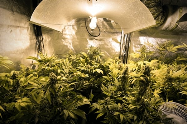 Tipps für den Cannabisanbau: Wie Du die Lampen richtig einrichtest