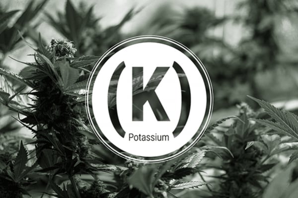 Kaliummangel bei Cannabispflanzen - Eine Anleitung