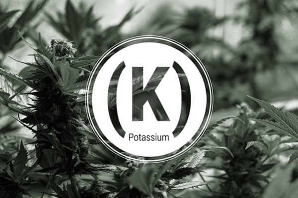 Kaliummangel bei Cannabis: Anzeichen und Lösungen