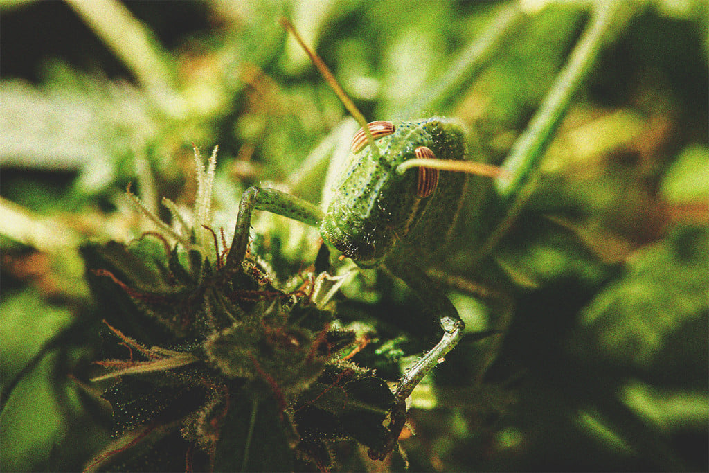 So hältst Du Grillen von Deinen Cannabispflanzen fern