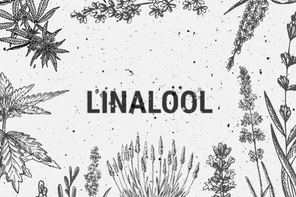 Cannabis-Terpene: Linalool