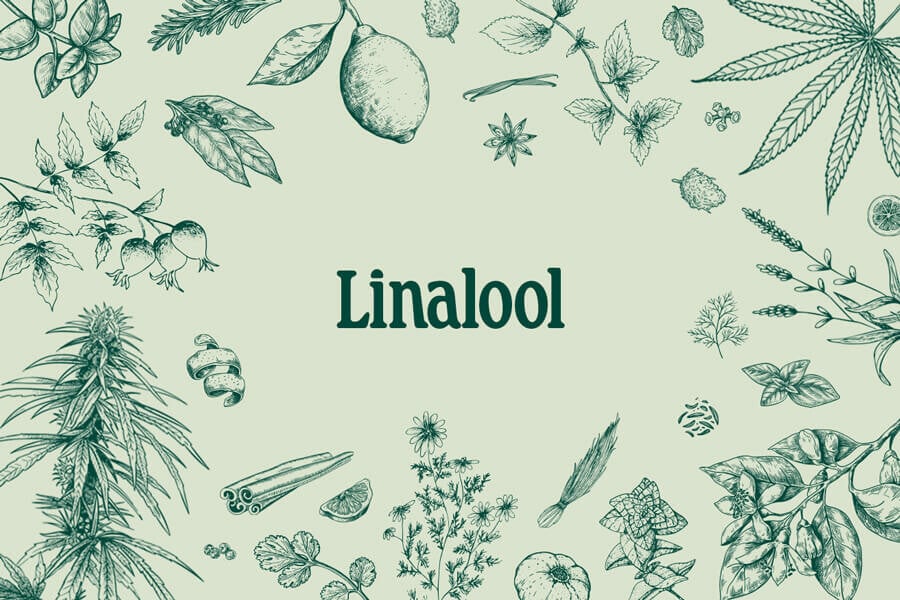 Linalool: Lerne dieses aromatische Cannabis-Terpen kennen