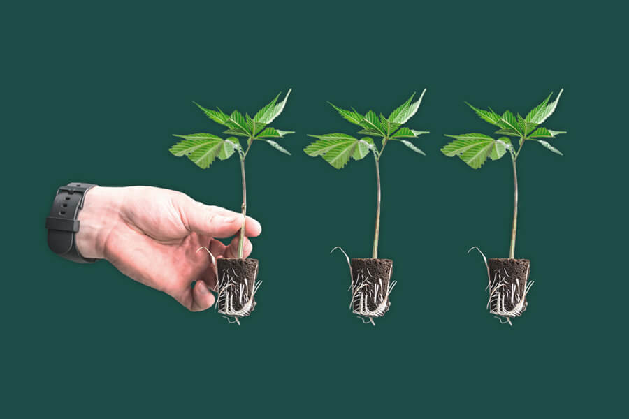 Kann man Autoflowers mit Stecklingen vermehren?