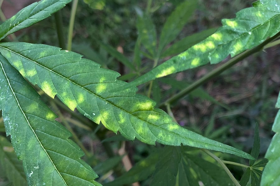 Blattseptoria (Blattdürre) bei Cannabispflanzen