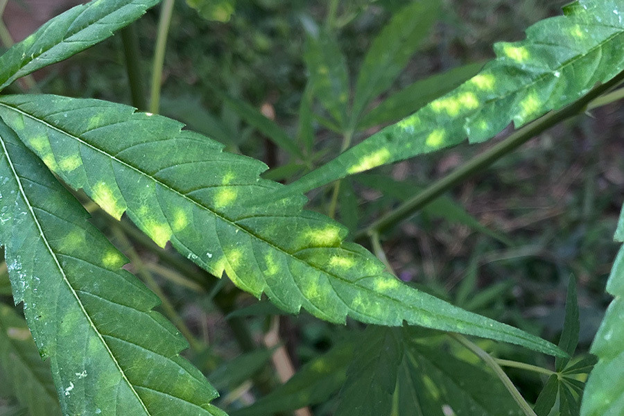 Blattseptoria und Cannabis: Vorbeugung und Behandlung