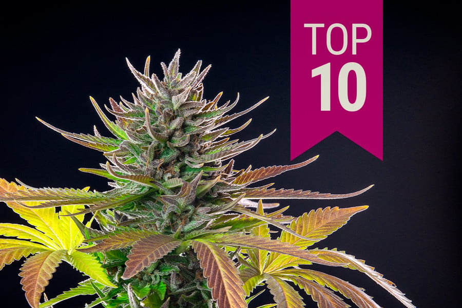 Die Top 10 Sativa-Sorten 2024