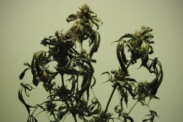 Nährstoffbrand bei Cannabispflanzen