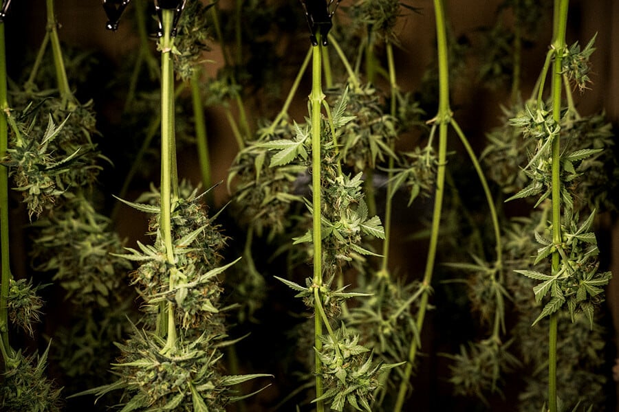 So trocknet und fermentiert man Cannabis: Expertentipps für perfekte Buds