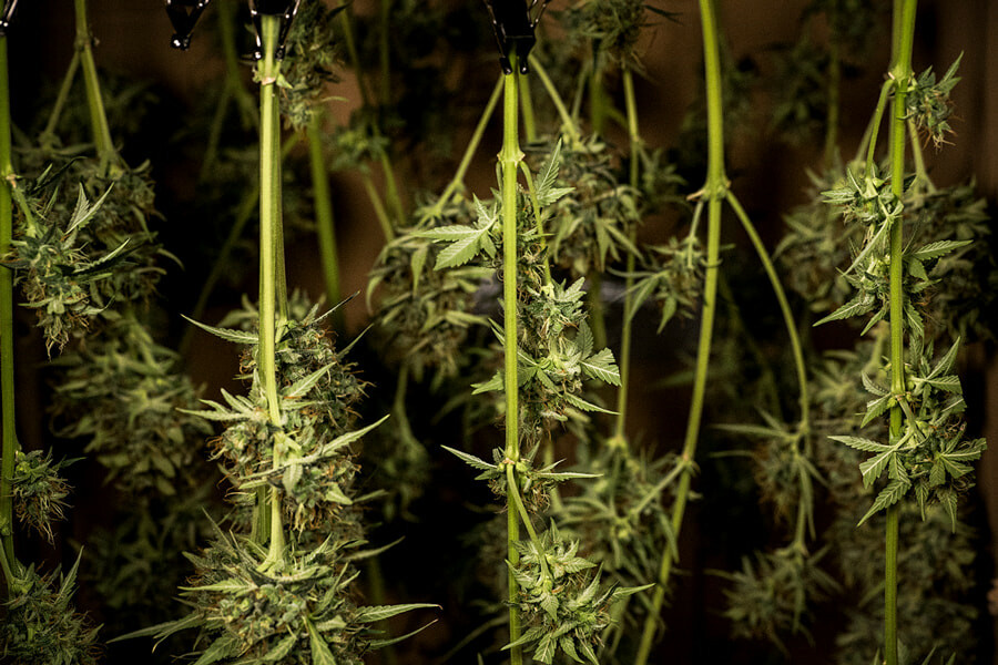 So trocknet und fermentiert man Cannabis: Expertentipps für perfekte Buds
