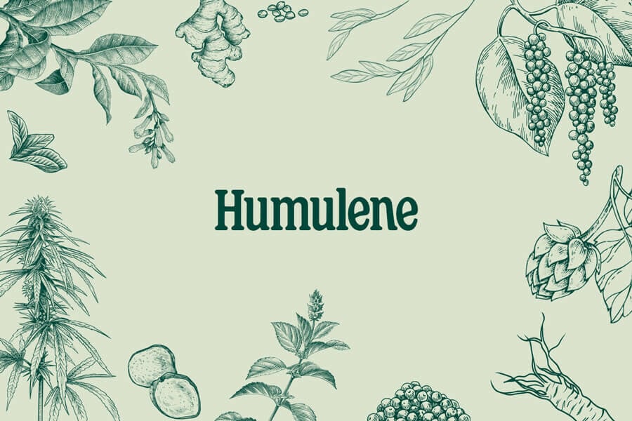 Cannabisterpene: Humulen