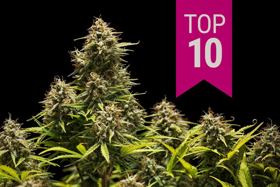 Die Top 10 der besten Indica-Cannabissorten 2024