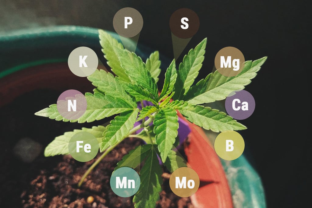 Makro- und Mikronährstoffe für Cannabis