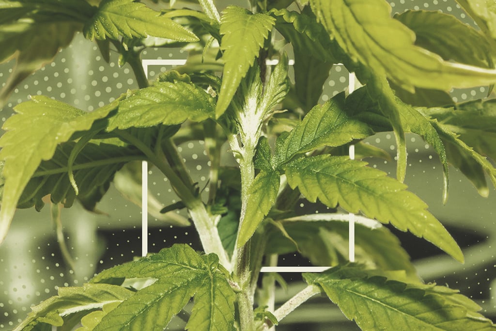 Dein Cannabis gießen: Wie man Über- und Unterwässerung behebt