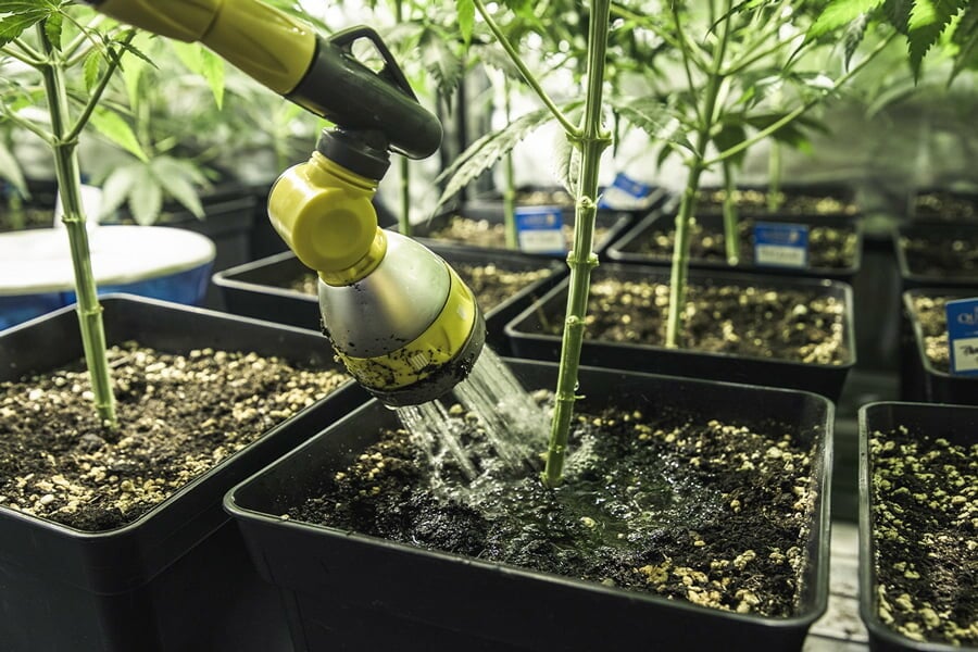 Cannabis gießen: So behebt man Über- und Unterbewässerung