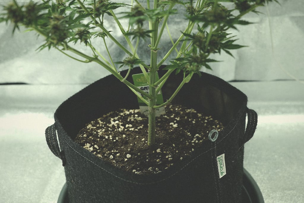 Wie nützt Perlit Cannabispflanzen?