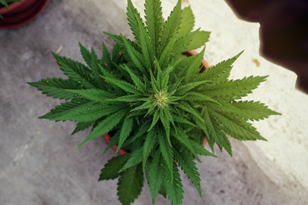 Was ist Lichtentzug und wie wird Cannabis dadurch beeinflusst?
