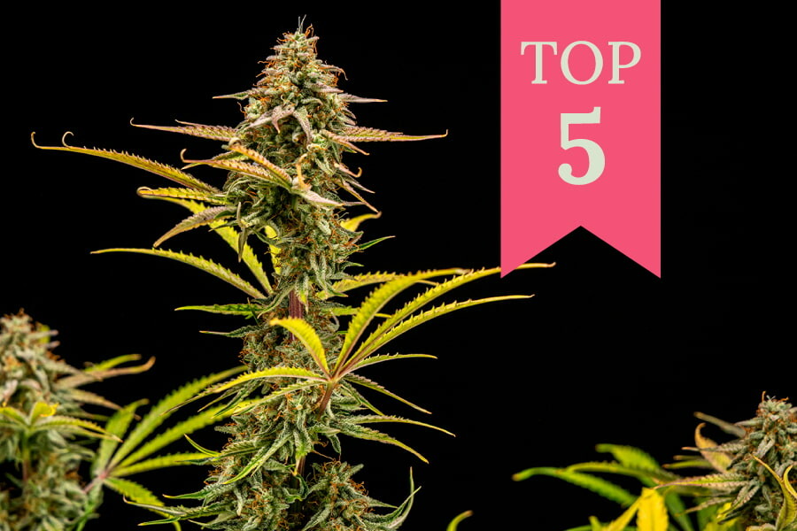 Top 5 Kicher-Sorten 2026