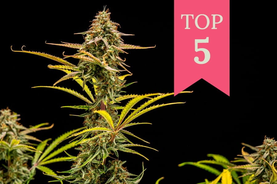 Top 5 Kicher-Sorten 2026