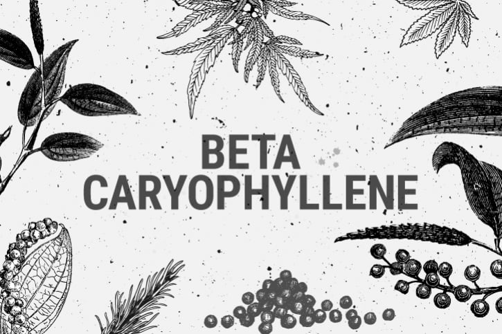 Beta-Caryophyllen: Ein Terpen gegen Angstzustände und Depression?