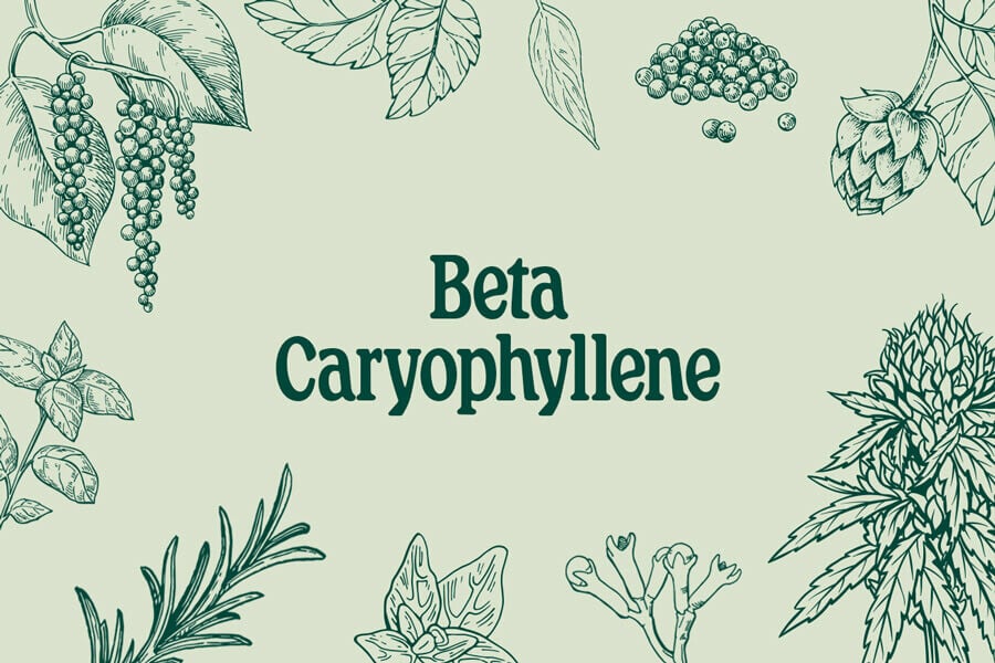 Beta-Caryophyllen: Ein Terpen gegen Angstzustände und Depression?