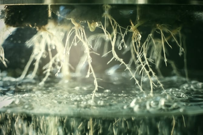 Ein Leitfaden über Cannabis-Nährstoffe in Hydrokultursystemen