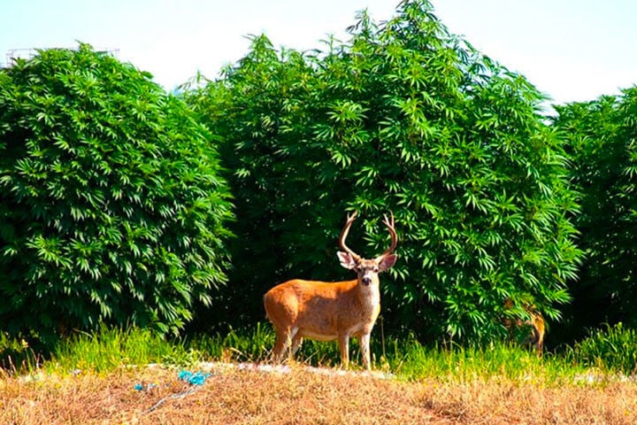 Humboldt County, der Mittelpunkt des Cannabisanbaus