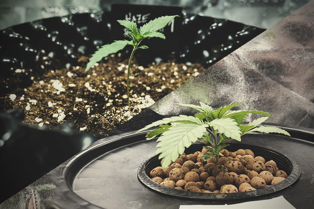Cannabisanbau in Hydroponik und Erde im Vergleich