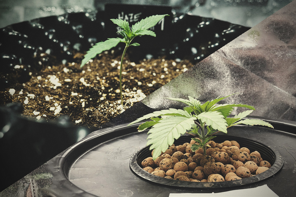 Cannabisanbau in Hydroponik und Erde im Vergleich