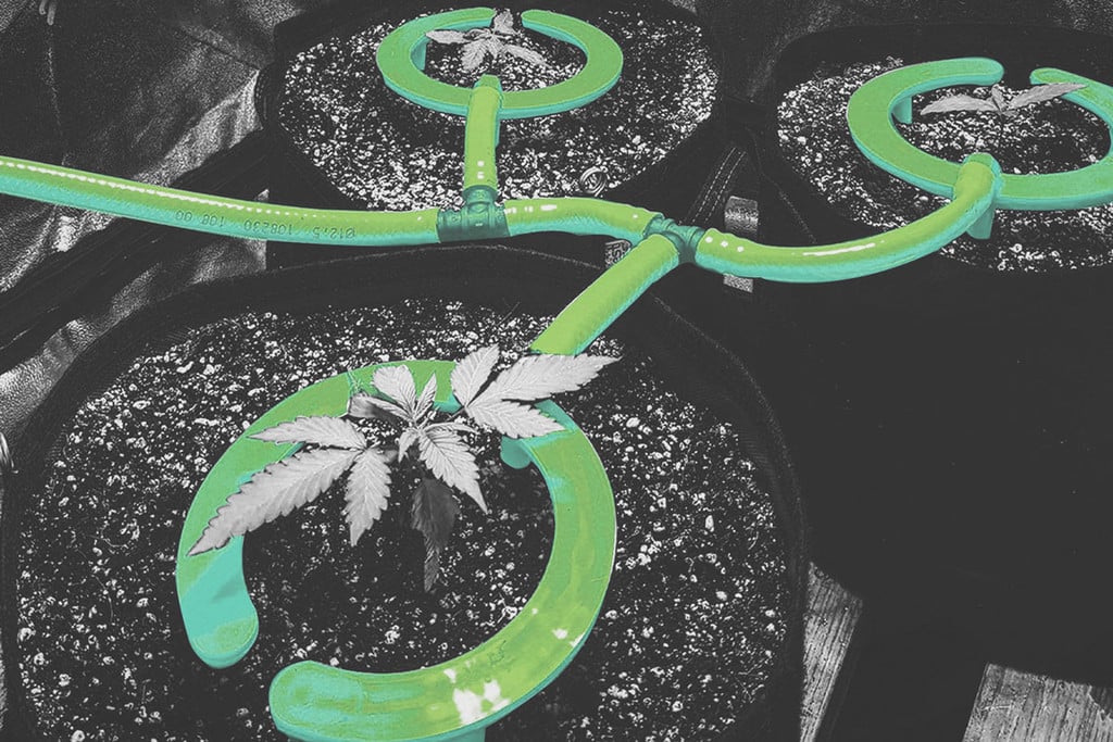 Wie man ein Tropfbewässerungssystem für Cannabis einrichtet (2 Möglichkeiten)