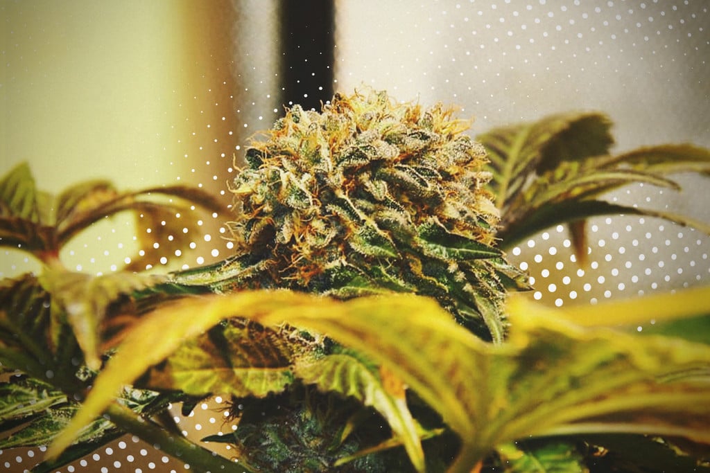 Die bei Cannabispflanzen am häufigsten auftretenden Mutationen