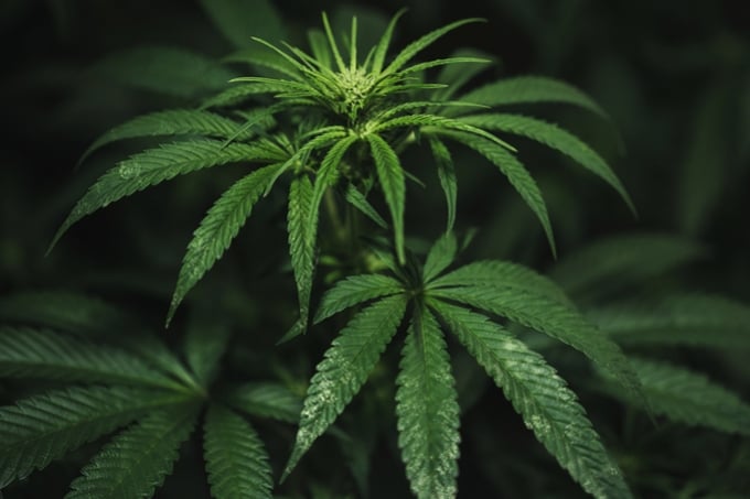 Wie man Thripse auf Cannabispflanzen behandelt und verhindert