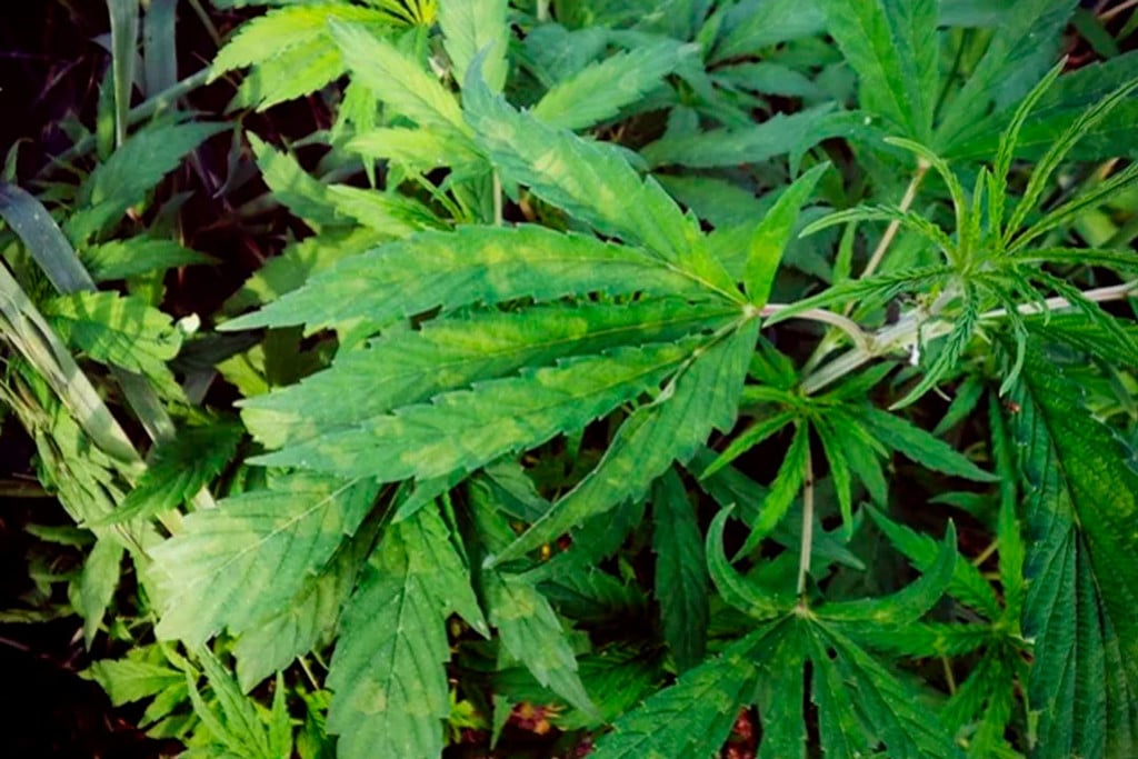 Tabakmosaikvirus - Wie Du Deine Cannabispflanzen schützen kannst