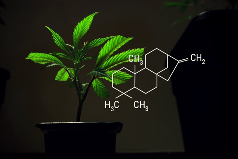 Cannabisstecklinge und Bewurzelungshormone