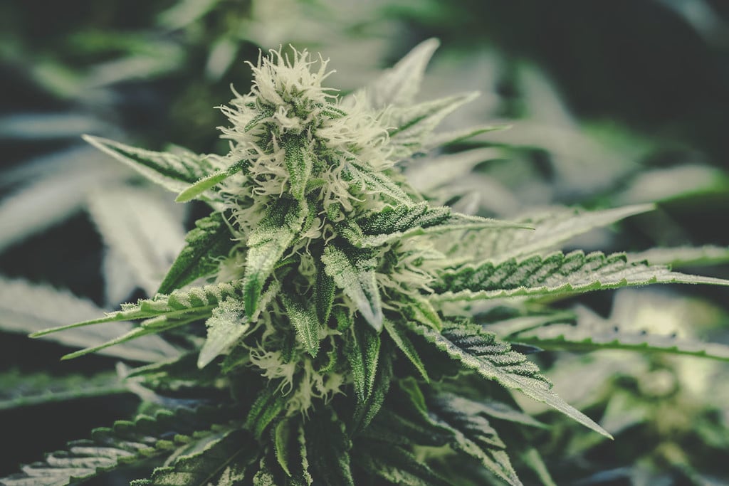 Medizinisches Cannabis: 10 Vor- und Nachteile von medizinischem Marihuana