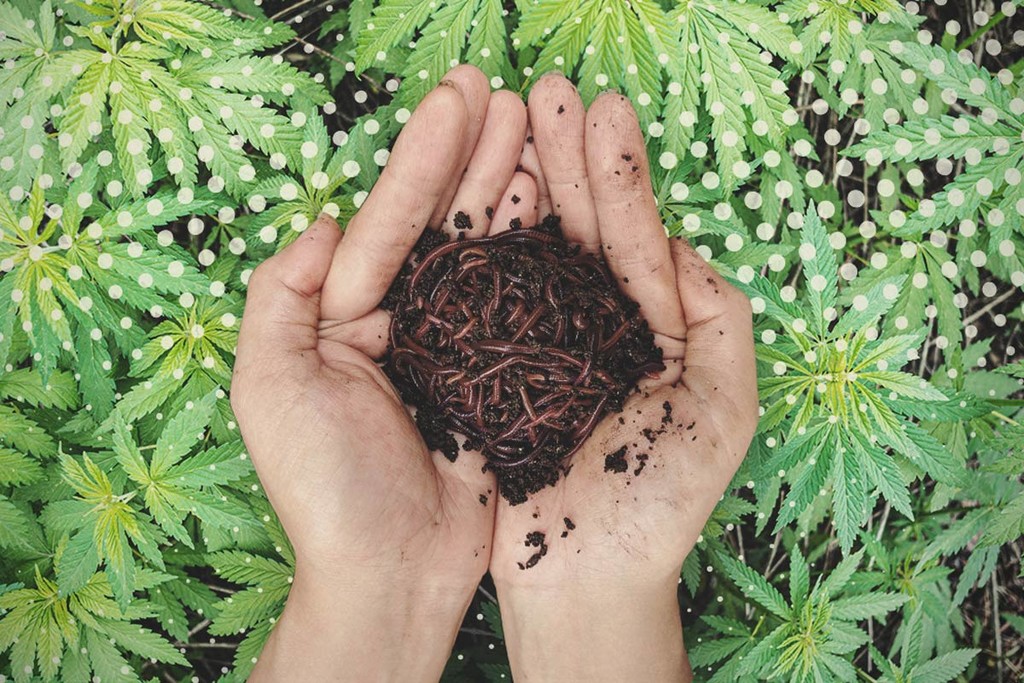 cannabis mit tomatendünger düngen Bio-Cannabis-All-In-One-Dünger 1 Liter – Purgrün