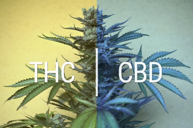 Ist Cannabidiol (CBD) wirklich nicht-psychoaktiv?