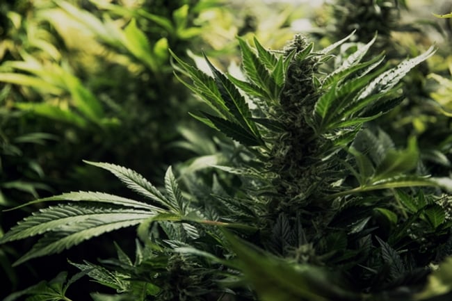 Was sind Hybrid-Cannabissorten und wie werden sie erschaffen?
