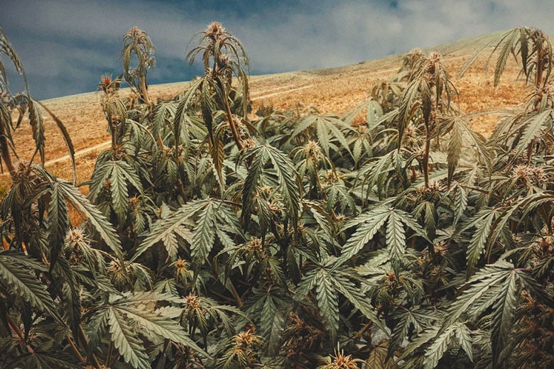 Wie man Cannabis in trockenen Bedingungen anbaut