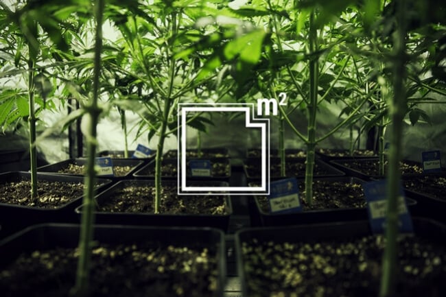 Wie Viele Cannabispflanzen Kann Man Pro Quadratmeter Anbauen?