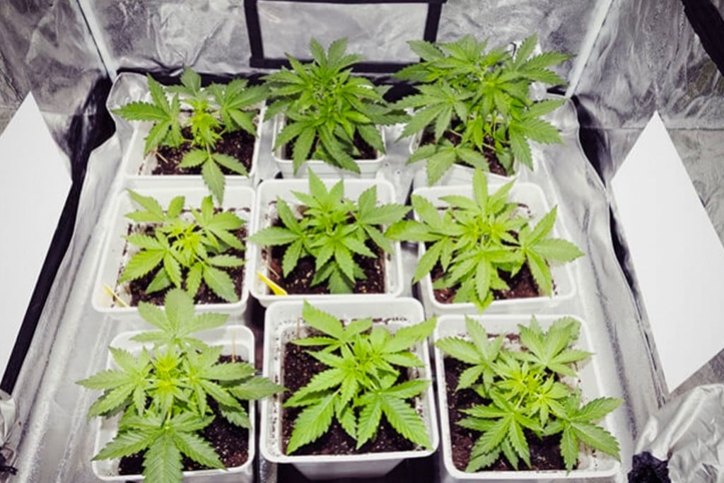 Kann eine seitliche Beleuchtung den Ertrag von Cannabispflanzen erhöhen?
