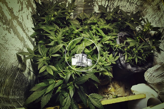 Warum und wie man einen Grow Room für Cannabis reinigt