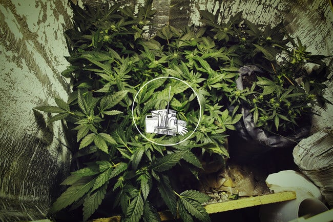 So reinigt man eine Growbox: Eine ausführliche Anleitung