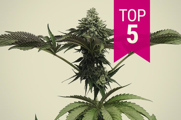 Die 5 stärksten Indica-Cannabissorten (2023 Update)