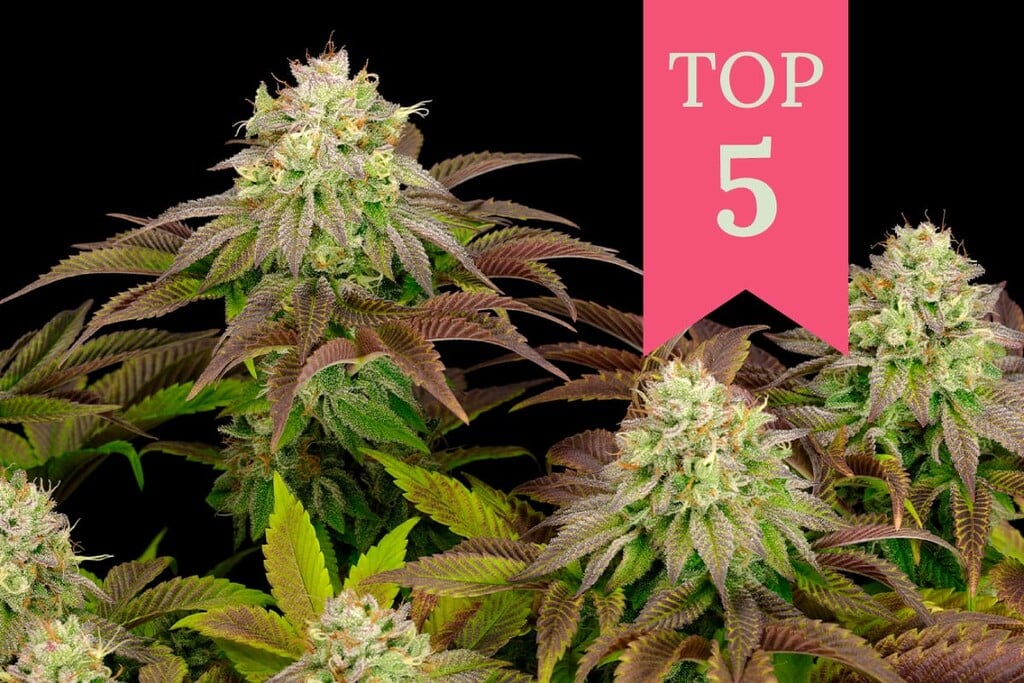 Die 5 stärksten Indica-Cannabissorten (2023 Update)