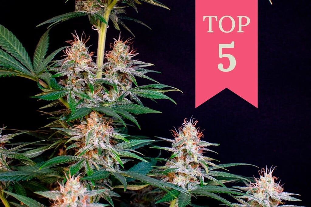 Die potentesten Sativa-Sorten des Jahres 2025