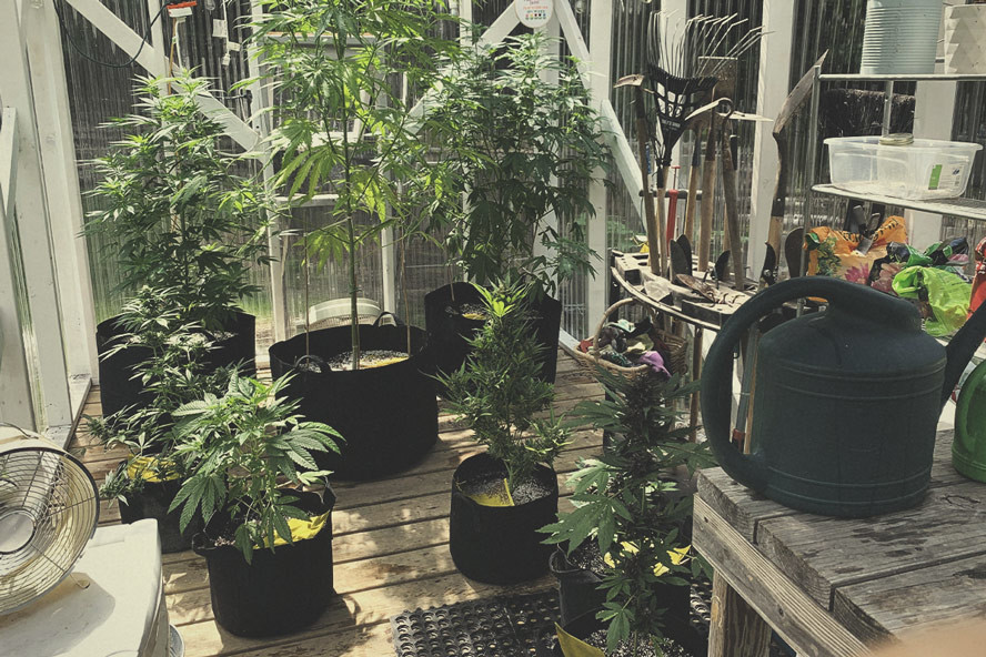 Wie Du das beste Gewächshaus für den Marihuana-Anbau baust